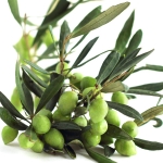 оливковое дерево
